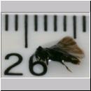 Stylops melittae - Faecherfluegler m54 5mm.jpg